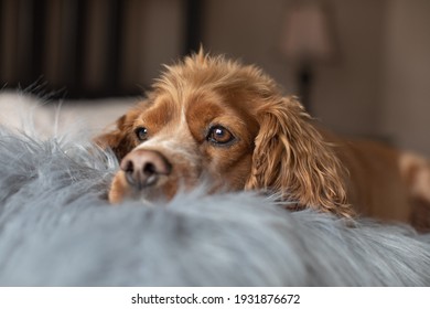 Indoor Portrait Of A Cocker Spaniel Laying In Bed With A Furry Pillow.