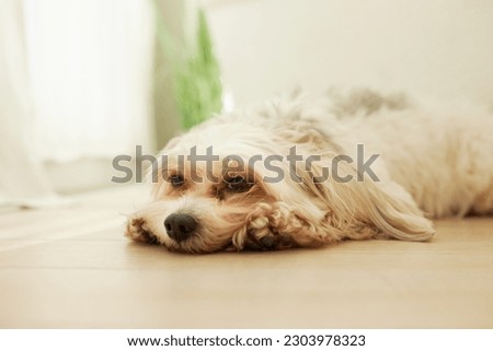 Indoor portrait of sad exhausted chinese crested dog feeling bad missing its owners, lying on floor on front paws, waiting for people to come back home. Lifestyle of domestic animals