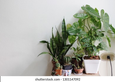 Indoor Pot Plants Are Placed In The House To Help Purify The Air. And Absorb Toxins In The Air.