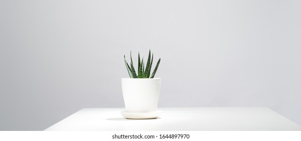 Indoor potted aloe on empty gray background - Shutterstock ID 1644897970