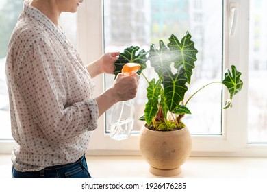 Indoor Potted Fresh Plants On The Windowsill In The Sunlight. Woman Spraying With Water Green Leaves Of Alocasia Amazonica Polly Elephant Ear