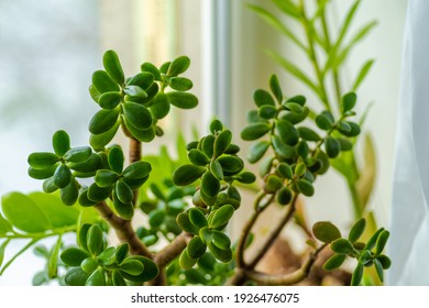 Indoor potted fresh plants succulent Jade Plant on the windowsill in the sunlight.