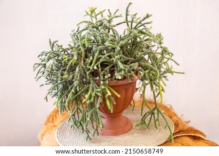 Indoor potted plant Rhipsalis horrida. Epiphytic plants in the cactus family, typically known as mistletoe cacti