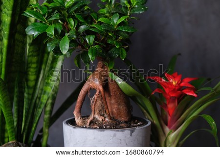 Indoor potted plants. Houseplants against black wall. Selective focus on ficus leaves.