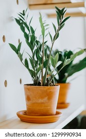 Indoor Potted Plants on Modern Shelf
