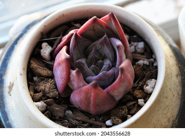 An Indoor, Potted, Red And Purple Echeveria Black Sabbath