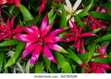 Indoor Red Bromeliad Flower Close-up, This Is Flowering Plant From Bromeliad Family, A Symbol Of Good Luck In The New Year. View From The Top As A Natural Background.