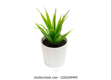 Indoor small green plant - Shutterstock ID 1263249490