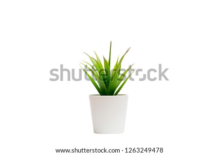 Indoor small green plant