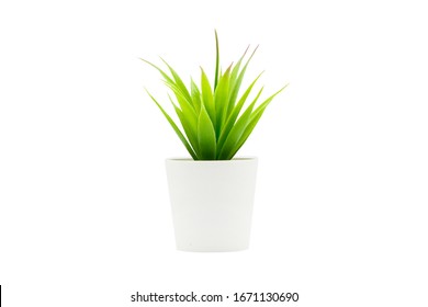 Indoor Small Green Plant Isolated On White