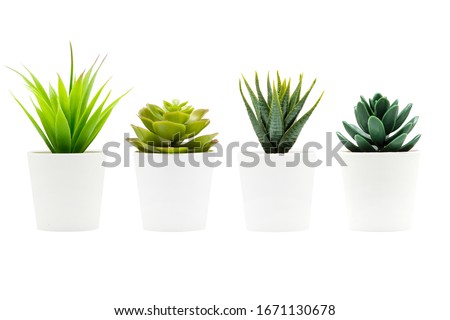Indoor small green plant isolated on white