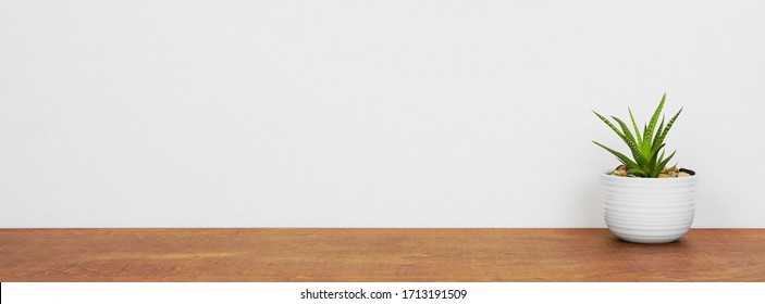 Indoor succulent plant in a white pot. Side view on wood shelf against a white wall. Banner with copy space. - Shutterstock ID 1713191509