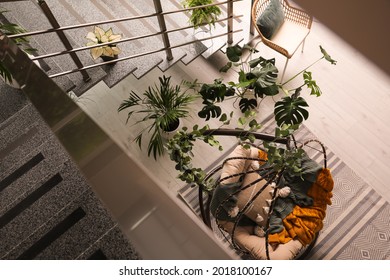 Indoor Terrace Interior With Hanging Chair And Green Plants, Above View