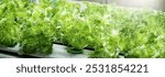 Indoor vertical farm or modern vegetable farming that use new technology of seeding plants on vertical stack. Indoor farm Hydroponic plants growing under LED lights to reduce CO2 emission. QC passed.