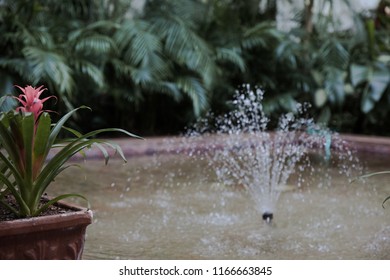 Indoor Water Feature With Foliage