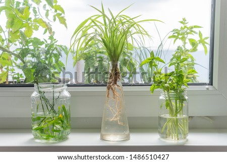 Indoor window planting rooting in glass bottle fibrous roots grow