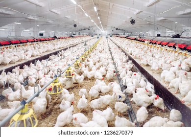 587,503 Farm chicken Images, Stock Photos & Vectors | Shutterstock