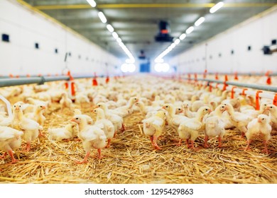 967 Broiler In Straw Images, Stock Photos & Vectors 