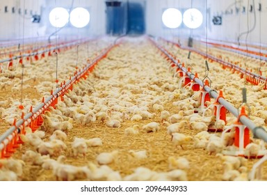 Indoors chicken farm, chicken feeding - Shutterstock ID 2096443933