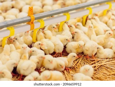 Indoors chicken farm, chicken feeding - Shutterstock ID 2096659912