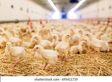 Indoors chicken farm, chicken feeding - Shutterstock ID 695411719