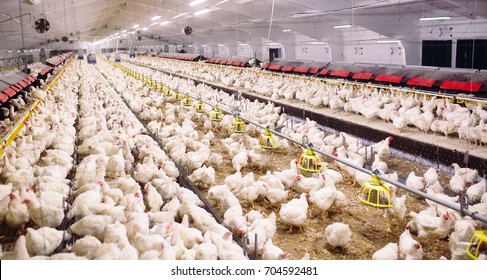 Indoors chicken farm, chicken feeding - Shutterstock ID 704592481