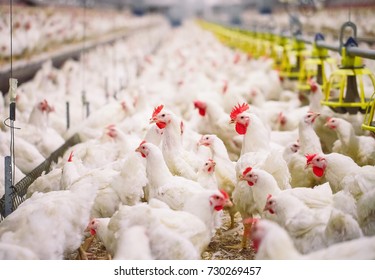 957,122 Poultry Images, Stock Photos & Vectors | Shutterstock