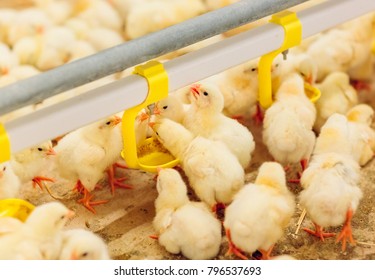 Indoors chicken farm, chicken feeding - Powered by Shutterstock