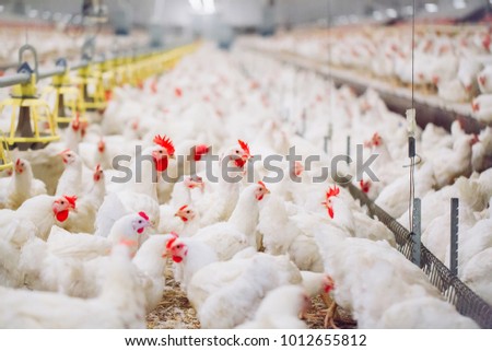 Indoors chicken farm, chicken feeding