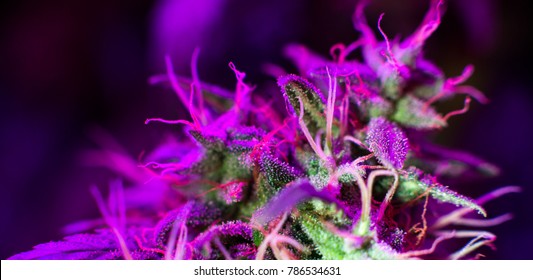 Indoors Cultivation Of Marijuana Plant Under LED Light Grow