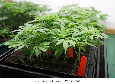 Indoors marijuana growing, cannabis