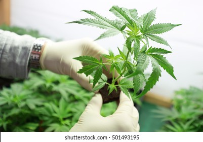 Indoors Marijuana Growing, Cannabis