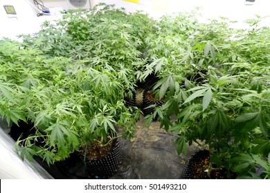 Indoors marijuana growing, cannabis