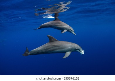 An Indo-Pacific bottlenose dolphin carries its prey while foraging in the crystal clear blue waters off Reunion Island in the Indian Ocean.