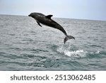 Indo-Pacific bottlenose dolphin leaping out the water near Saint Croix Island, Algoa Bay, South Africa