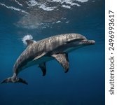 The Indo-Pacific Bottlenose Dolphin (Tursiops aduncus) is a species of bottlenose dolphin found in warm, coastal waters of the Indian and western Pacific Oceans. Characterized by a robust body, 