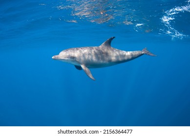 Indopacific bottlenose dolphin (Tursiops aduncus) diving close to the surface in a blue background