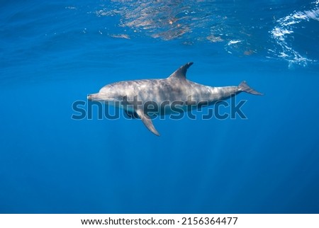 Indopacific bottlenose dolphin (Tursiops aduncus) diving close to the surface in a blue background