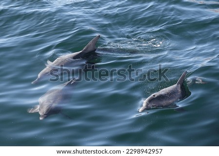 Indo-Pacific bottlenose dolphins, Tursiops aduncus, observed in the harbour of Port Lincoln, South Australia