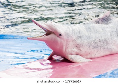 Indo-Pacific Humpback Dolphin (Sousa Chinensis)