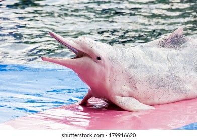 Indo-Pacific Humpback Dolphin (Sousa Chinensis)