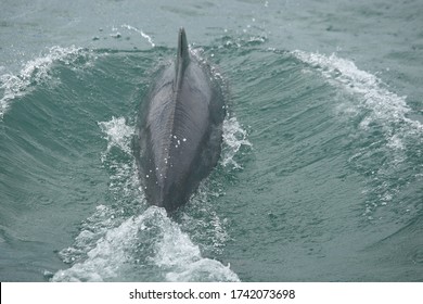 Indo-Pacific Humpbacked Dolphin, Sousa Chinensis, False Bay, South Africa, Indian Ocean