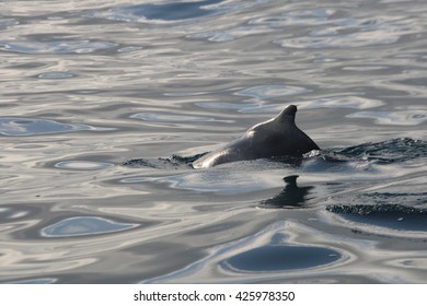 Indo-Pacific Humpbacked Dolphin, Sousa Chinensis, Off Cape Infanta, South Africa, Indian Ocean