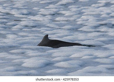 Indo-Pacific Humpbacked Dolphin, Sousa Chinensis, Swims In Sea Foam Off Cape Infanta, South Africa, Indian Ocean