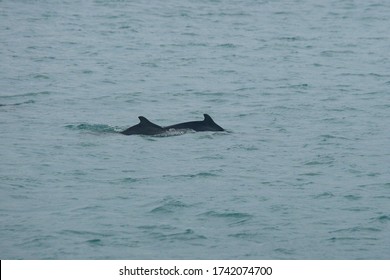 Indo-Pacific Humpbacked Dolphins, Sousa Chinensis, False Bay, South Africa, Indian Ocean.