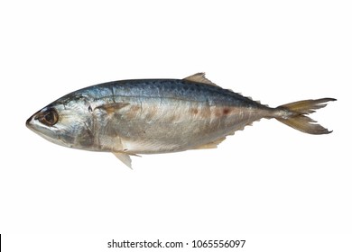 Indopacific Mackerel Isolated On White Background Stock Photo ...