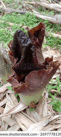in indoseia especially in cental java it is suweg flower