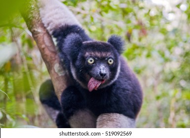 Indri, The Largest Lemur Of Madagascar