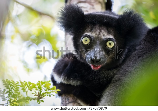 lemur teddy bear