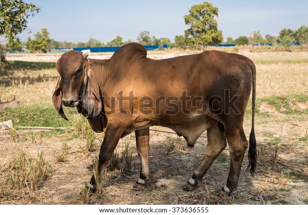 Indu Brazil Cow Farmland Stock Photo (Edit Now) 373636555